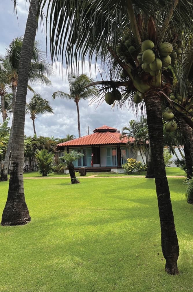 Lawn and palm trees at the accommodation